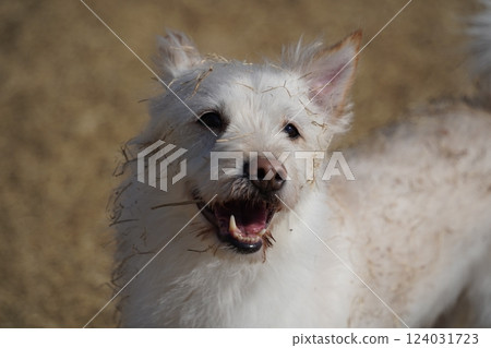A white mixed breed dog is having a happy time in the field. 124031723