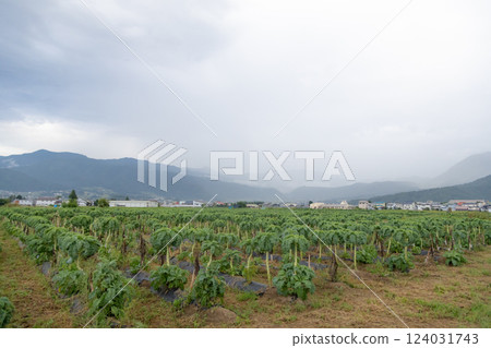 rice fields in the mountains 124031743