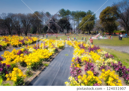 春天,公園的草坪上鮮花盛開,最典型的花朵就是鬱金香。 春天,公園的草坪上鮮花盛開,最典型的花朵就是鬱金香。 124031907