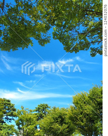 Blue sky seen through the zelkova trees in the autumn park 124032076