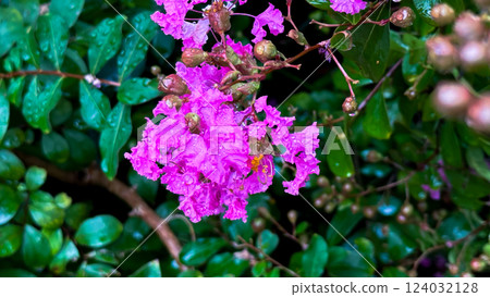 pink bougainvillea flower in the garden 124032128