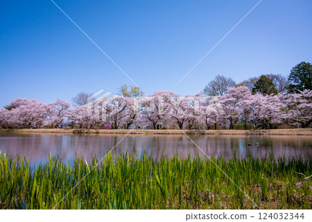 Cherry blossom trees and blue sky at Mamizuka Park, Komagane City, Shinshu 124032344