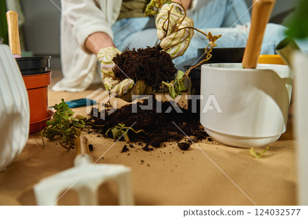 Woman repotting plant with exposed roots in home garden 124032577