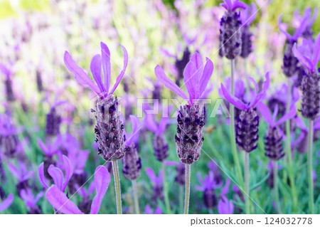 French lavender fields in full bloom. 124032778