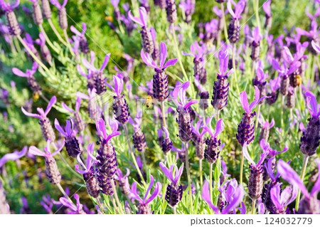 法國薰衣草田盛開。 124032779