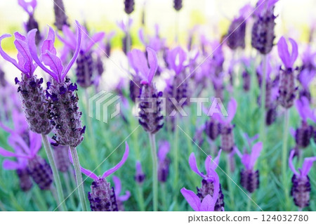 French lavender in full bloom. 124032780