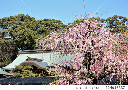 Weeping plum blossoms at Yuki Shrine [Tsu City, Mie Prefecture] 124032887