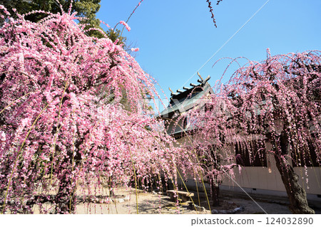 結城神社的垂枝梅花 [三重縣津市] 124032890