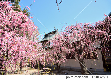 結城神社的垂枝梅花 [三重縣津市] 124032891