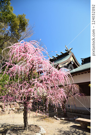 結城神社的垂枝梅花 [三重縣津市] 124032892
