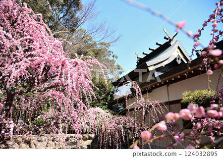 結城神社的垂枝梅花 [三重縣津市] 124032895