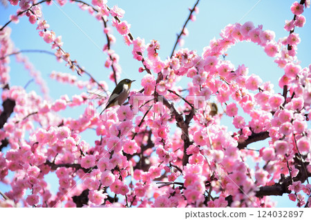 結城神社的垂枝梅花 [三重縣津市] 124032897