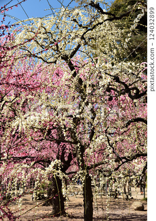 結城神社的垂枝梅花 [三重縣津市] 124032899