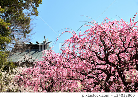 結城神社的垂枝梅花 [三重縣津市] 124032900