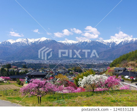 Stock Photo: Spring scenery of Nakazawa's peach blossoms, town and Central Alps in Komagane City Stock Photo: Spring scenery of Nakazawa's peach blossoms, town and Central Alps in Komagane City 124033128