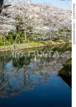 Cherry blossoms at Shikano Castle ruins 124033340