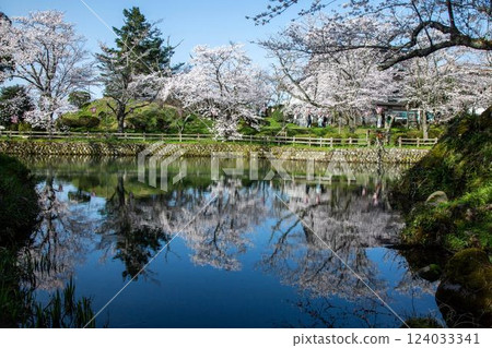 Cherry blossoms at Shikano Castle ruins 124033341