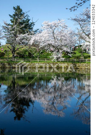Cherry blossoms at Shikano Castle ruins 124033342