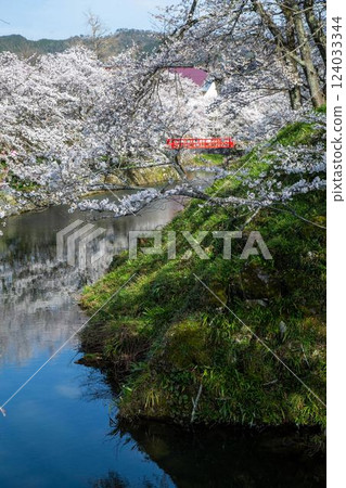 Cherry blossoms at Shikano Castle ruins 124033344