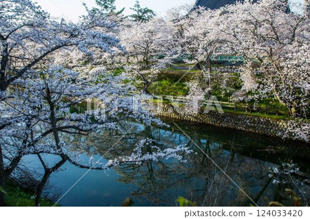 鹿野城跡的櫻花 鹿野城跡的櫻花 124033420