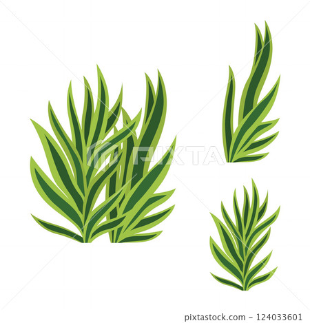 Elements of Green Fresh Tropical Leaves Foliage Grass Plant in the Park Garden Elements of Green Fresh Tropical Leaves Foliage Grass Plant in the Park Garden 124033601