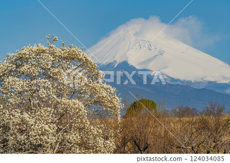 Mount Fuji beyond the white magnolia tree in full bloom 124034085