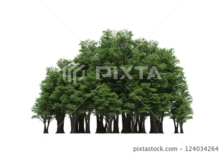 group of trees isolated on a transparent background, forest, sketch, outline illustration, cg render group of trees isolated on a transparent background, forest, sketch, outline illustration, cg render 124034264