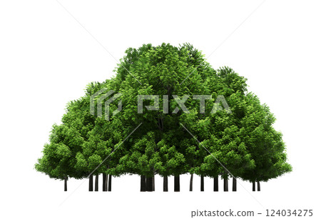 group of trees isolated on a transparent background, forest, sketch, outline illustration, cg render group of trees isolated on a transparent background, forest, sketch, outline illustration, cg render 124034275