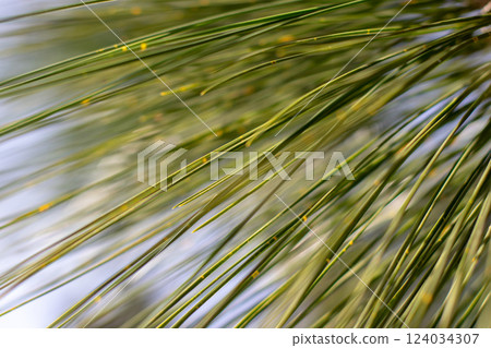 Coniferous tree foliage soft-focus abstract natural background. Coniferous tree foliage soft-focus abstract natural background. 124034307