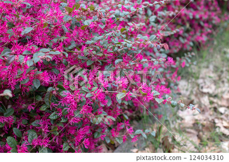 Loropetalum chinense, loropetalum, Chinese fringe flower or strap flower 124034310