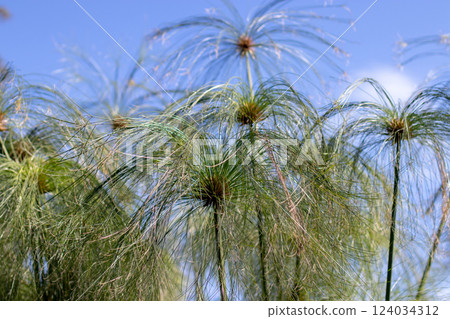 Cyperus papyrus, papyrus,papyrus sedge, paper reed, Indian matting plant or Nile grass plant. Cyperus papyrus, papyrus,papyrus sedge, paper reed, Indian matting plant or Nile grass plant. 124034312