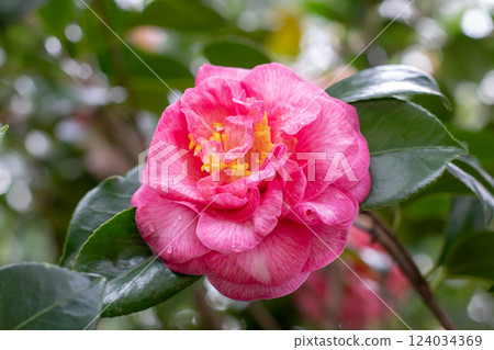 Camellia flower with pink veins and water drops on the petals, yellow stamens and green foliage. 124034369
