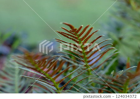 Polypodium vulgare or common polypody fern fronds blurred natural background 124034372