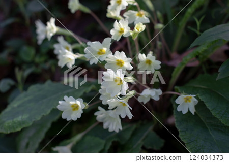 Primula vulgaris or common primrose white flowers in the shadow woodland forest. 124034373