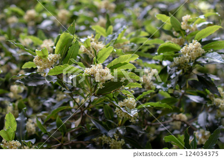 Pittosporum undulatum or sweet pittosporum white fragrant blossom and lush foliage. 124034375