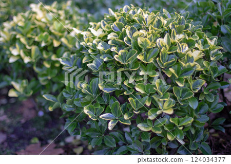 Euonymus japonicus, evergreen spindle or Japanese spindle globe form pruned shrubs in the garden. Euonymus japonicus, evergreen spindle or Japanese spindle globe form pruned shrubs in the garden. 124034377