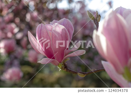 Magnolia liliiflora, Mulan, purple or red magnolia, lily or tulip magnolia or woody-orchid flowers on the blurred bokeh background 124034378