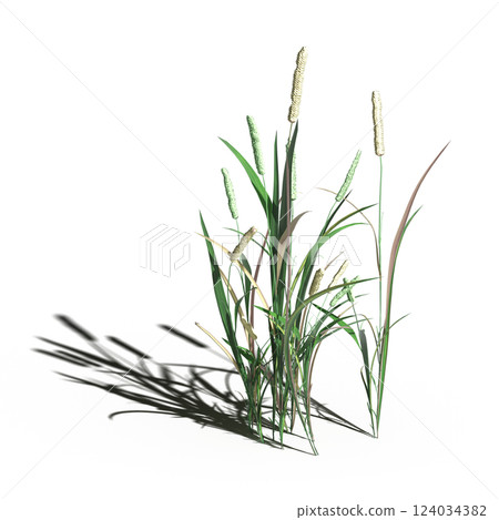 wild field grass with a shadow under it, isolated on a transparent background, 3D illustration, cg render 124034382