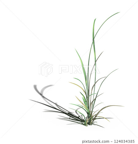 wild field grass with a shadow under it, isolated on a transparent background, 3D illustration, cg render 124034385