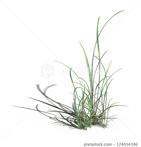 wild field grass with a shadow under it, isolated on a transparent background, 3D illustration, cg render 124034386