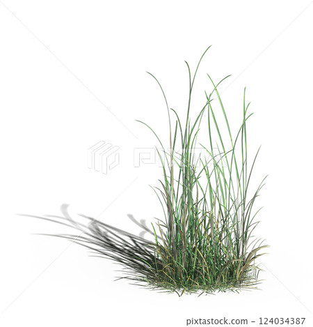 wild field grass with a shadow under it, isolated on a transparent background, 3D illustration, cg render 124034387