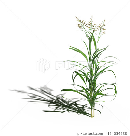 wild field grass with a shadow under it, isolated on a transparent background, 3D illustration, cg render wild field grass with a shadow under it, isolated on a transparent background, 3D illustration, cg render 124034388