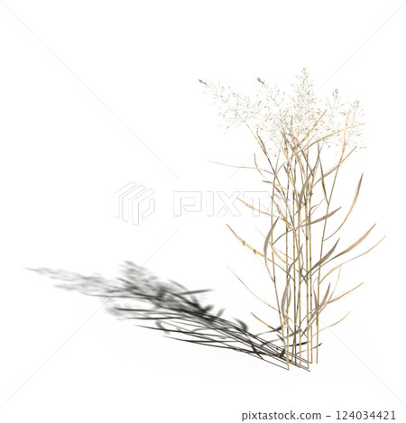 wild field grass with a shadow under it, isolated on a transparent background, 3D illustration, cg render wild field grass with a shadow under it, isolated on a transparent background, 3D illustration, cg render 124034421