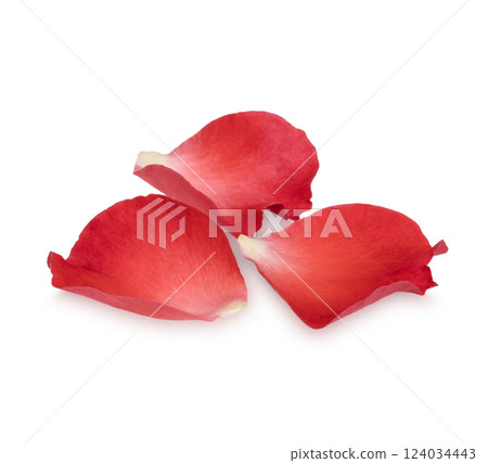 Fresh red rose petals isolated on white background 124034443