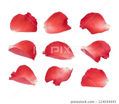 Fresh red rose petals isolated on white background 124034445