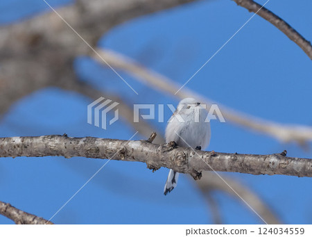 Shimaenaga冬天 Shimaenaga冬天 124034559