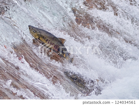 鮭魚逆流跳躍 鮭魚逆流跳躍 124034561