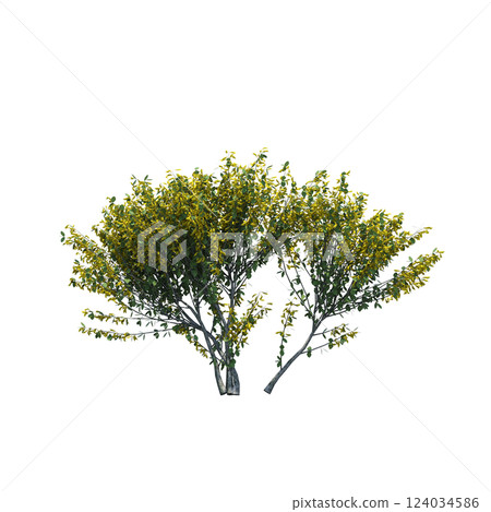 bush isolate on a transparent background, 3D illustration, cg render 124034586