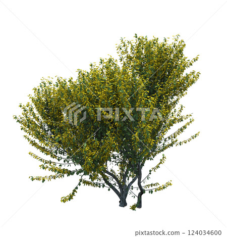 bush isolate on a transparent background, 3D illustration, cg render bush isolate on a transparent background, 3D illustration, cg render 124034600