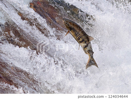 鮭魚逆流跳躍 124034644